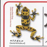 カプセルQミュージアム 有毒危険動物 大全 7：ヤドクガエル キオビヤドクガエル 海洋堂 ガチャポン ガチャガチャ ガシャポン