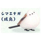 北国図鑑 [3.シマエナガ(成鳥)]【 ネコポス不可 】【C】