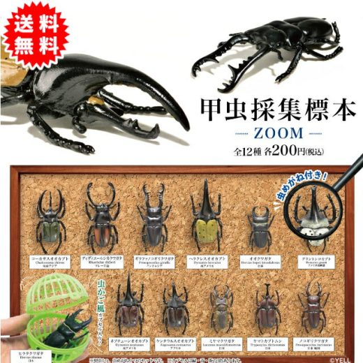 昆虫採集標本 ーZOOMー 全12種コンプリート ※虫かご風カプセル入り※ ガチャガチャ がちゃがちゃ カプセルトイ エール ガチャ ガチャ コンプリート